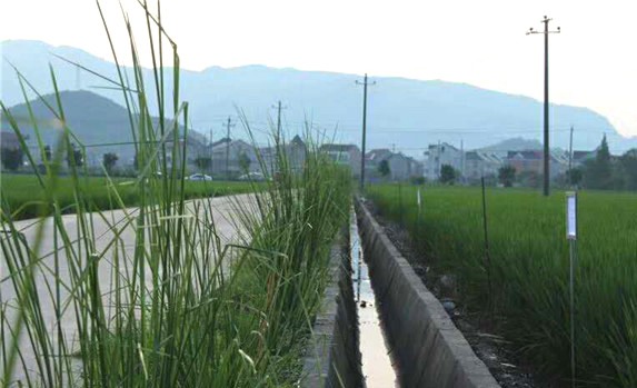 香根草對(duì)水土保持增加土壤元素的豐富