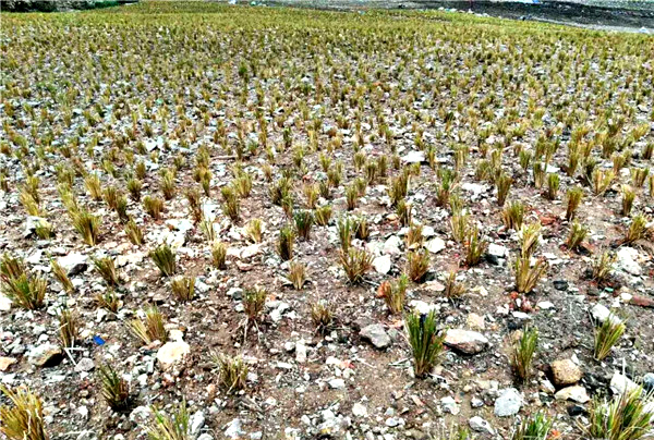 香根草的水土保持功效與土壤改良的應(yīng)用